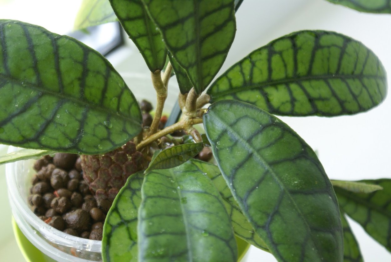 Хойя Калимантан