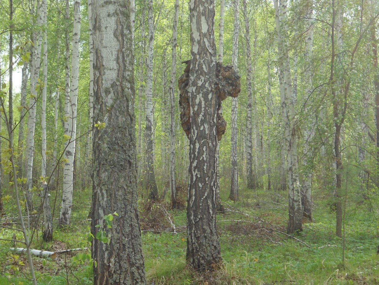 Животные в березовой роще