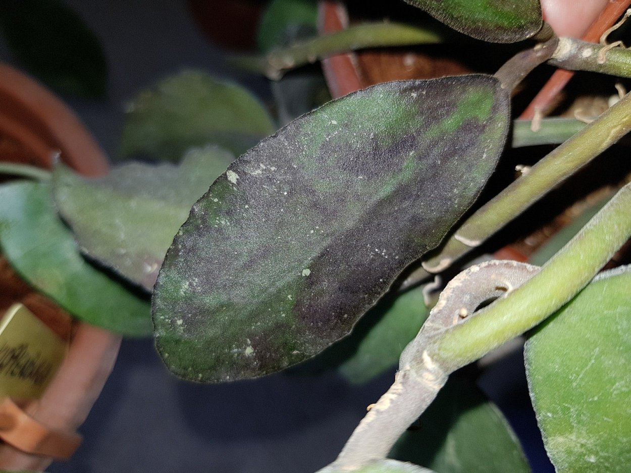 Хойя waymaniae Borneo