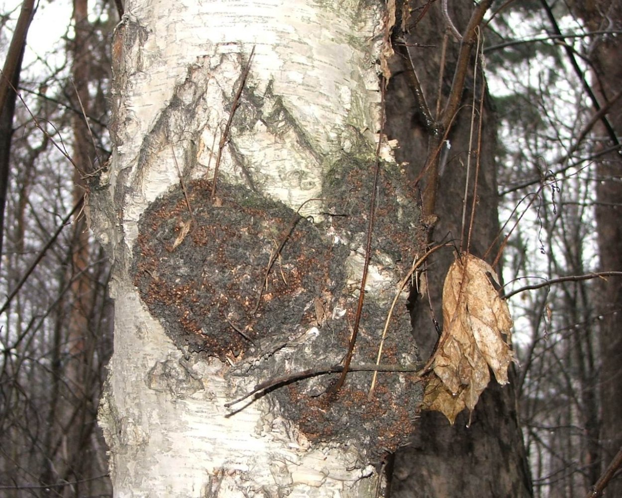 Березовый нарост кап