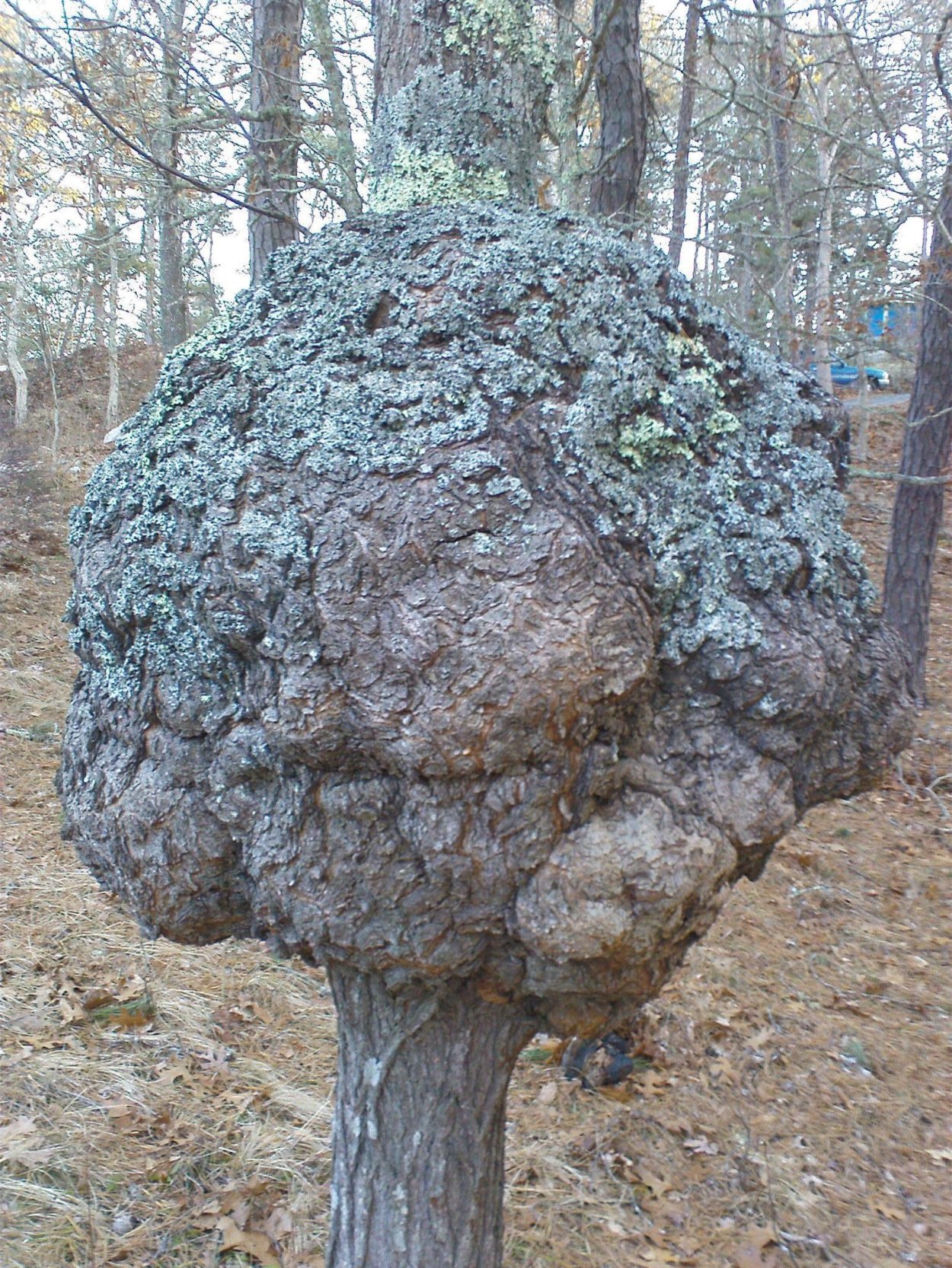 Капа нарост на дереве