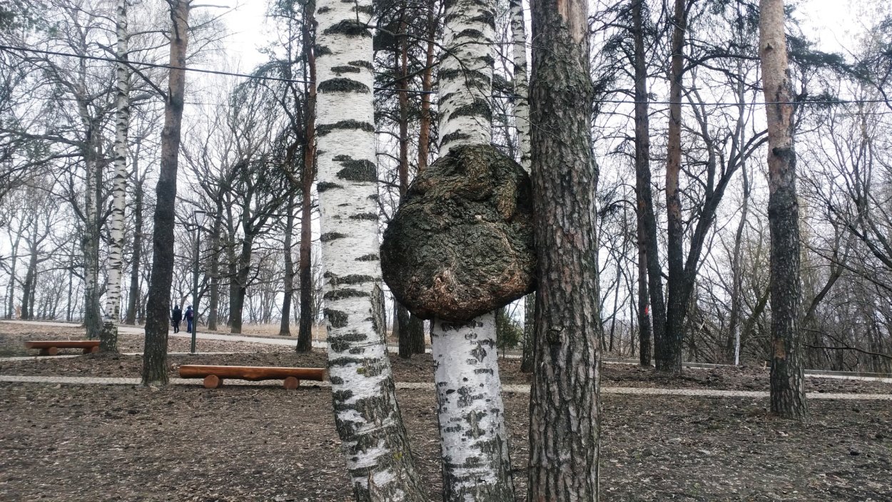 Огромная береза