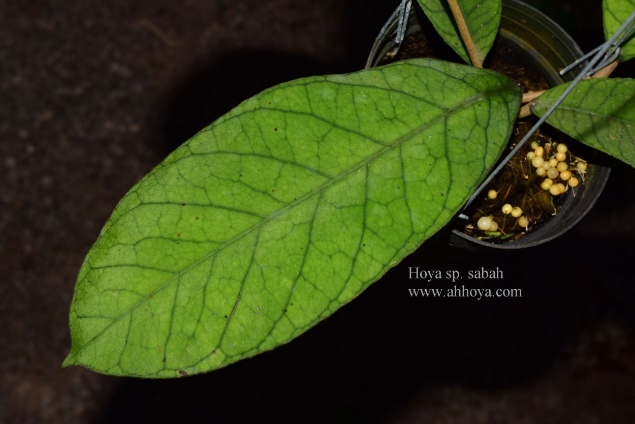 Хойя Сабах Бьюти