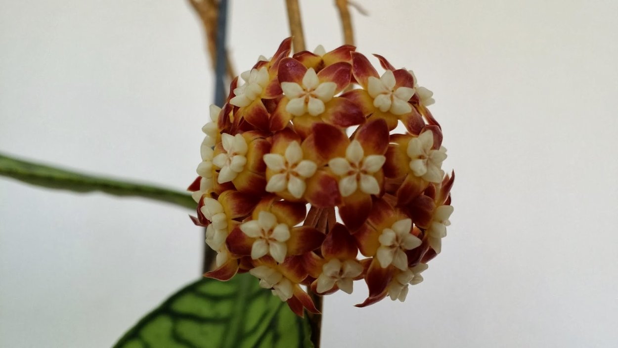 Хойя SP Kalimantan