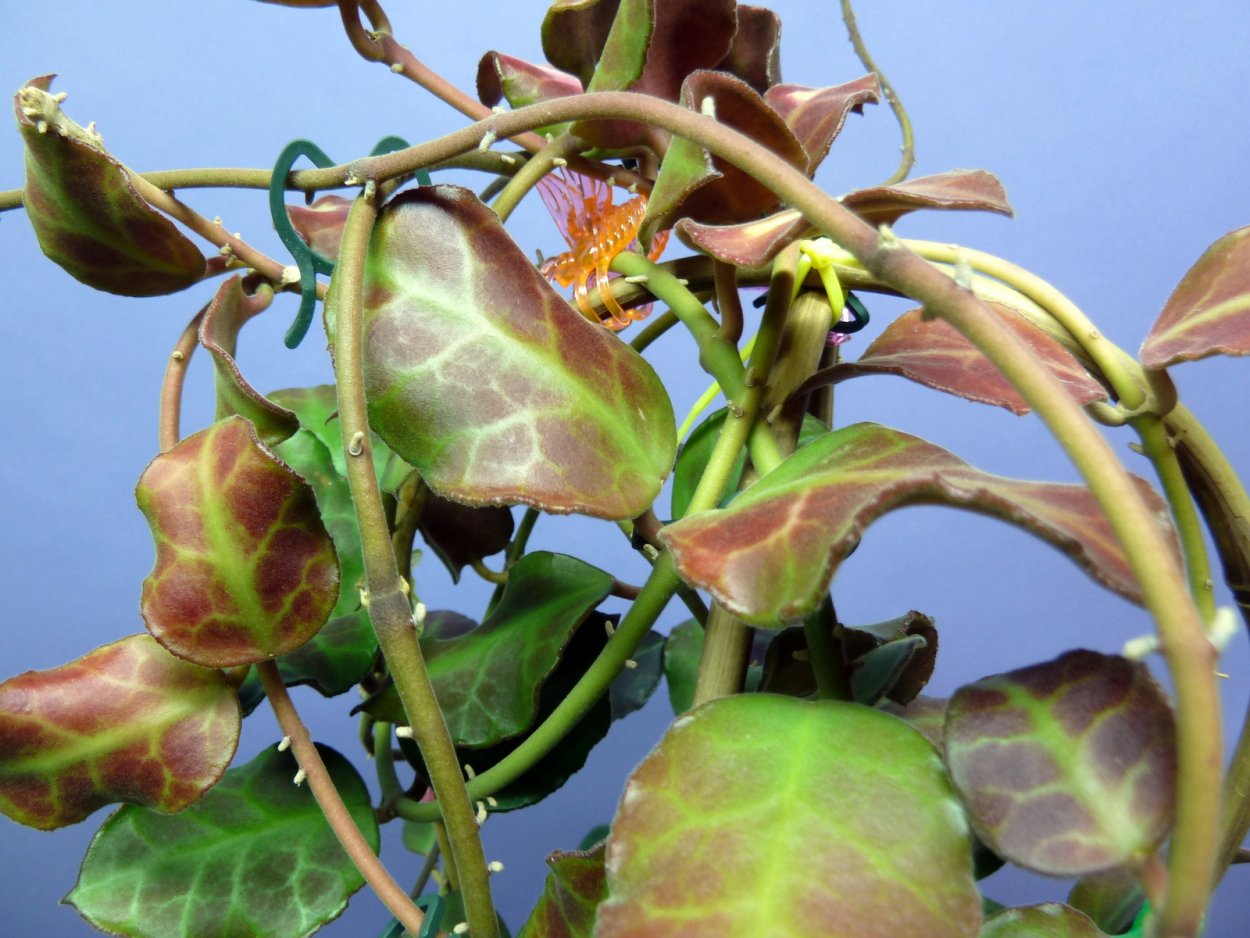 Хойя waymaniae Splash