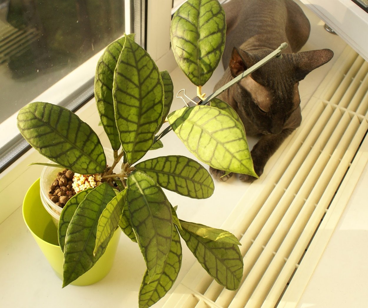 Хойя callistophylla Kalimantan