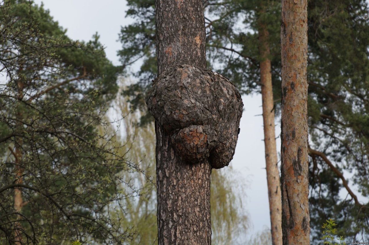 Каповый нарост на дереве