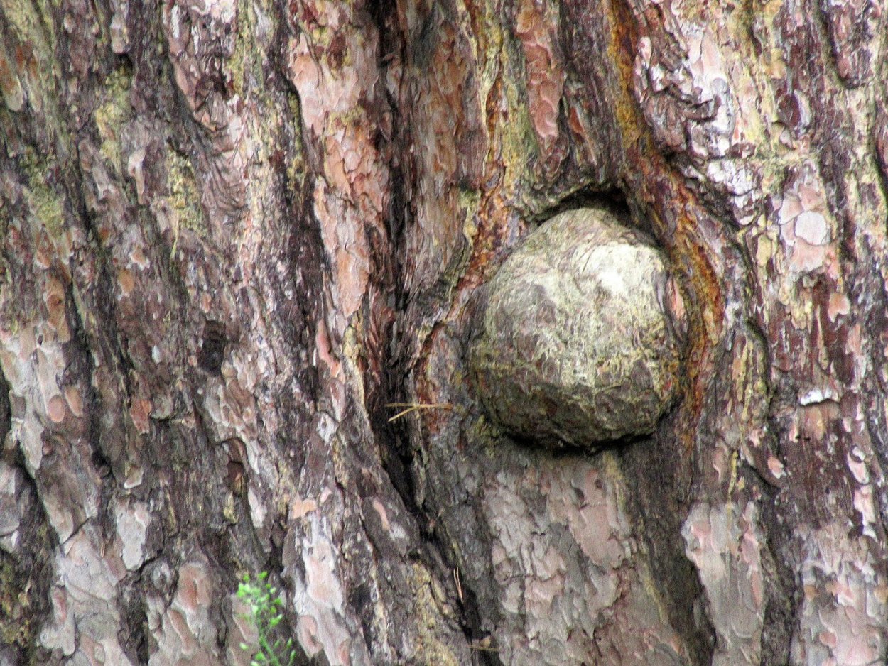 Уродливый нарост на деревьях