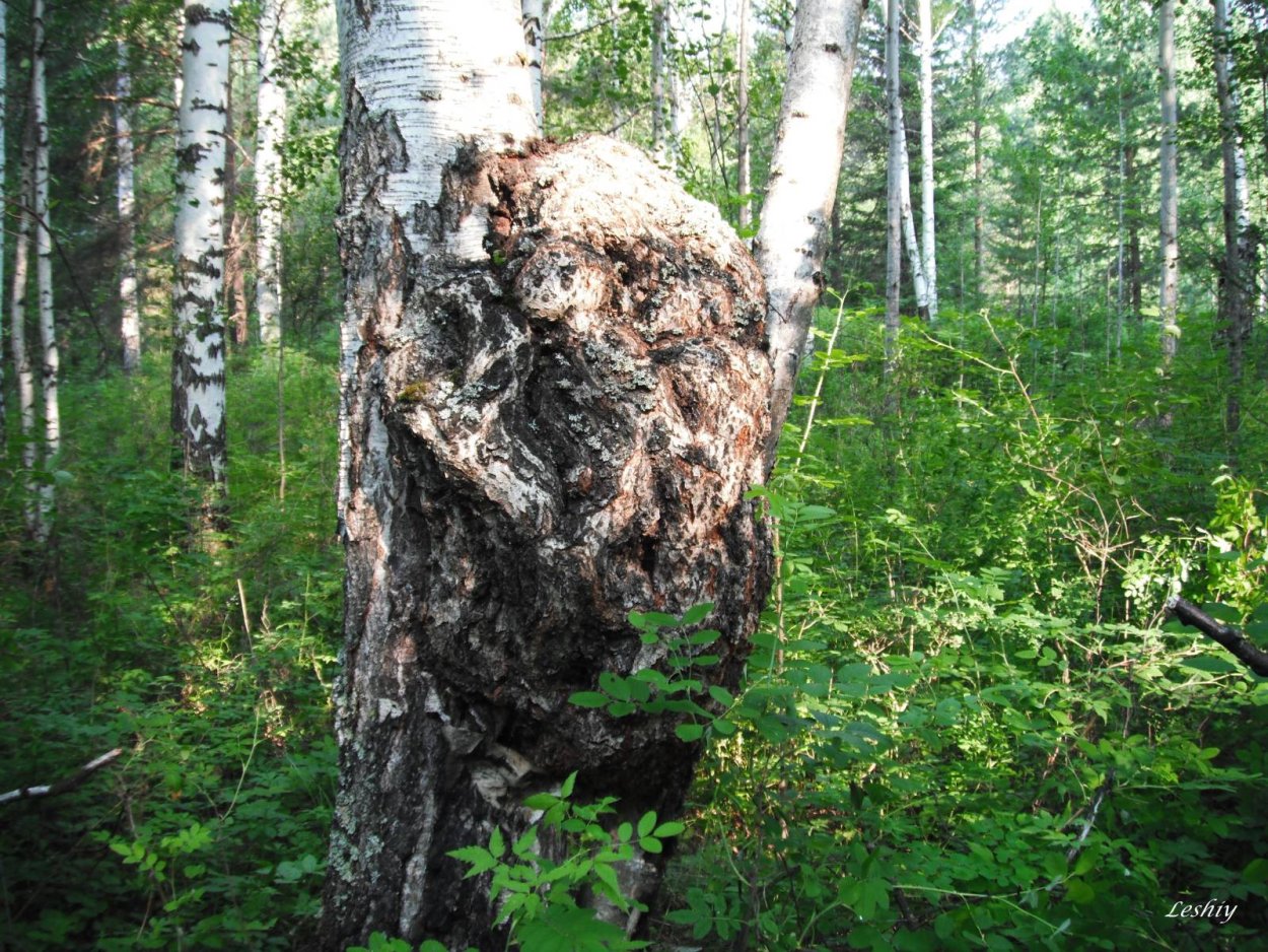 Капа на Березе