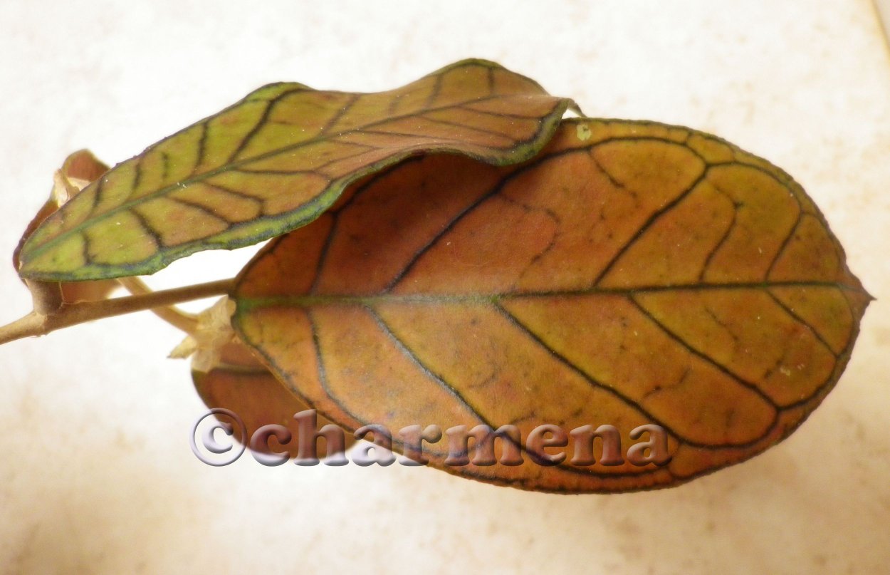 Borneo Gunung Gading 500р Николсон Нью