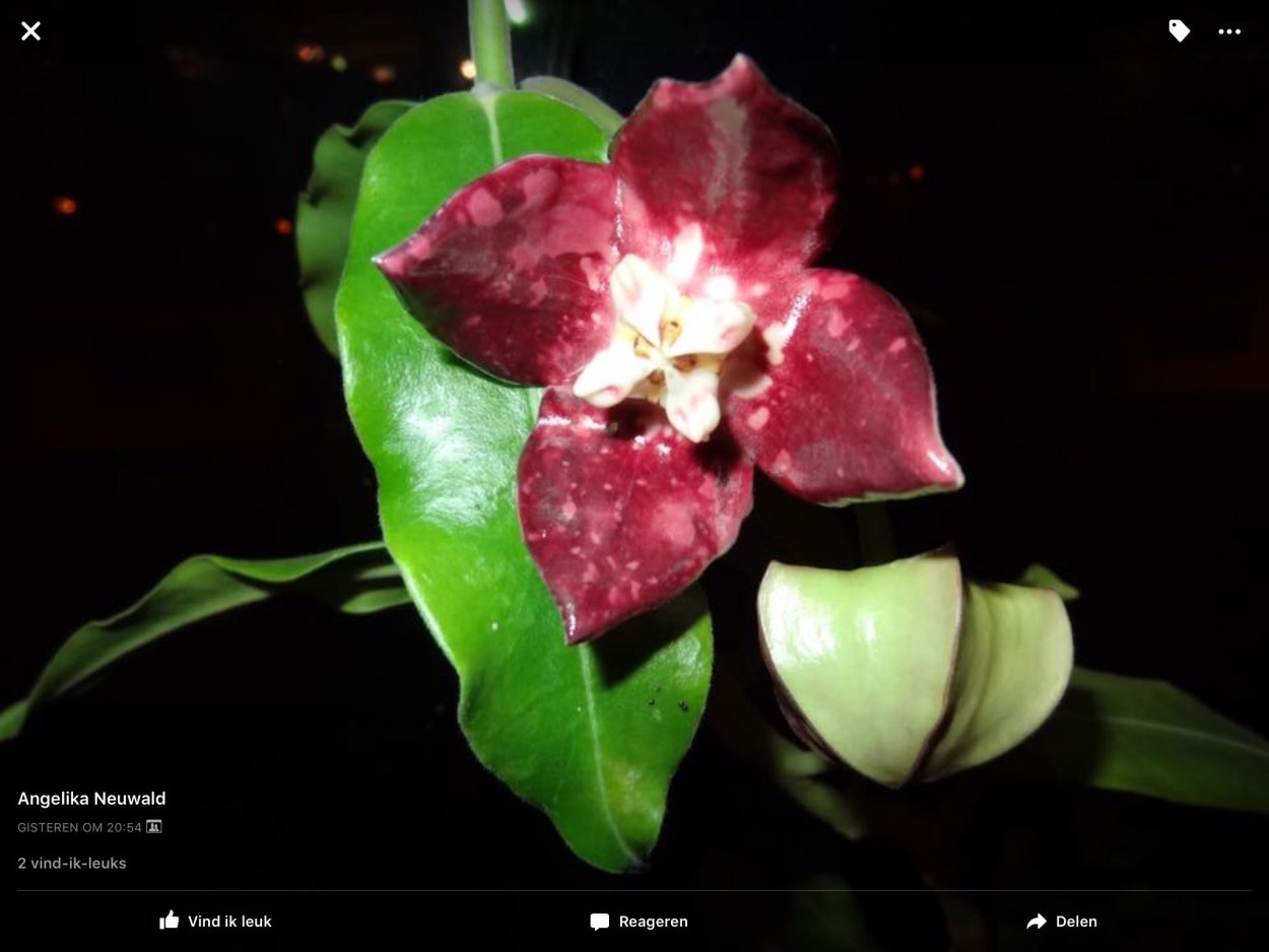 Imperialis Borneo Red Хойя