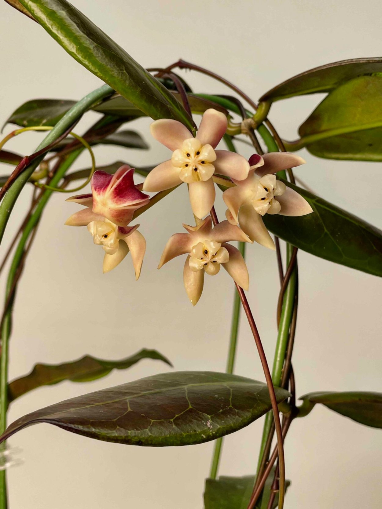 Хойя Калимантан