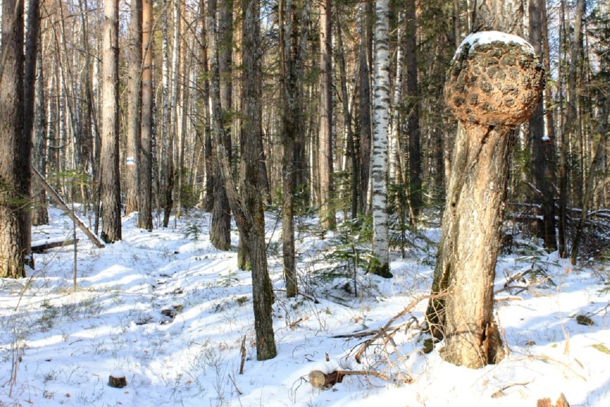 Наросты на деревьях в виде шаров