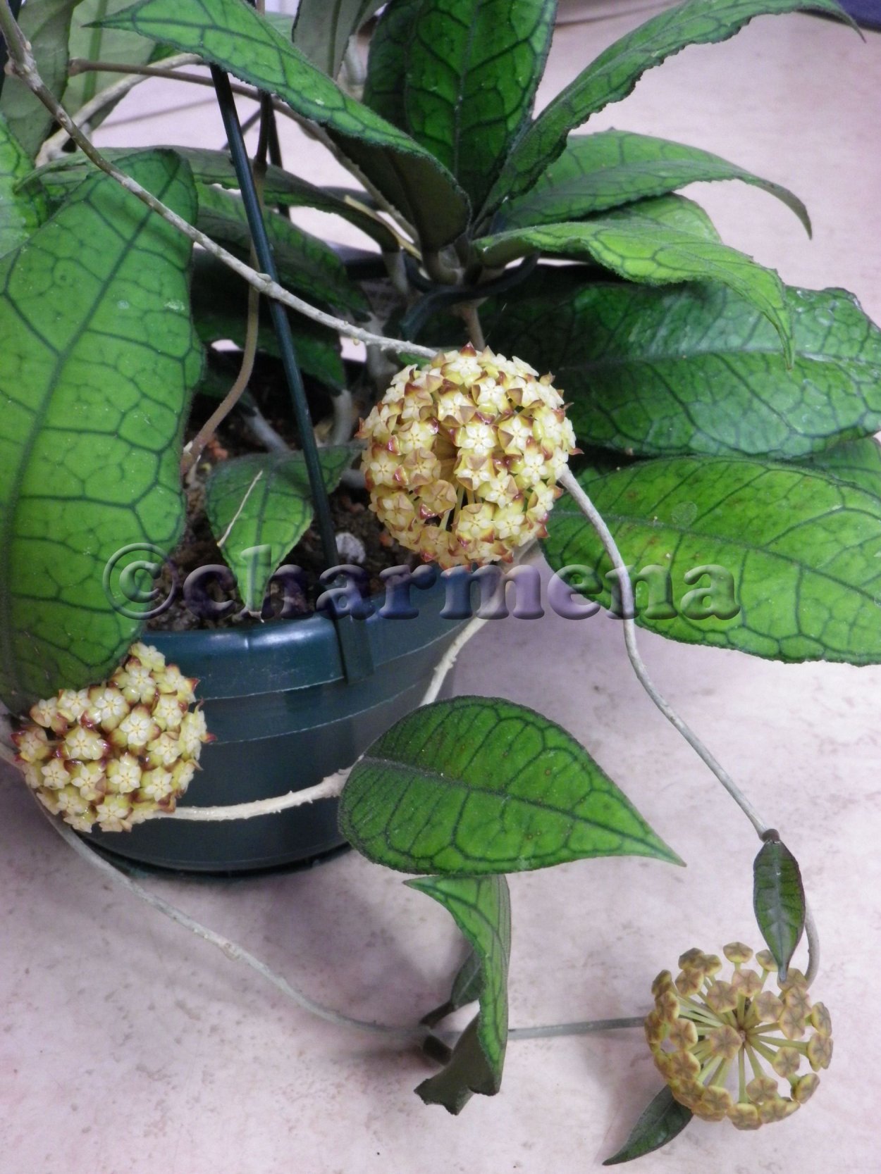 Хойи Merediti-callistophylla