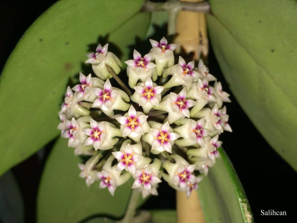 Хойя parasitica Lao