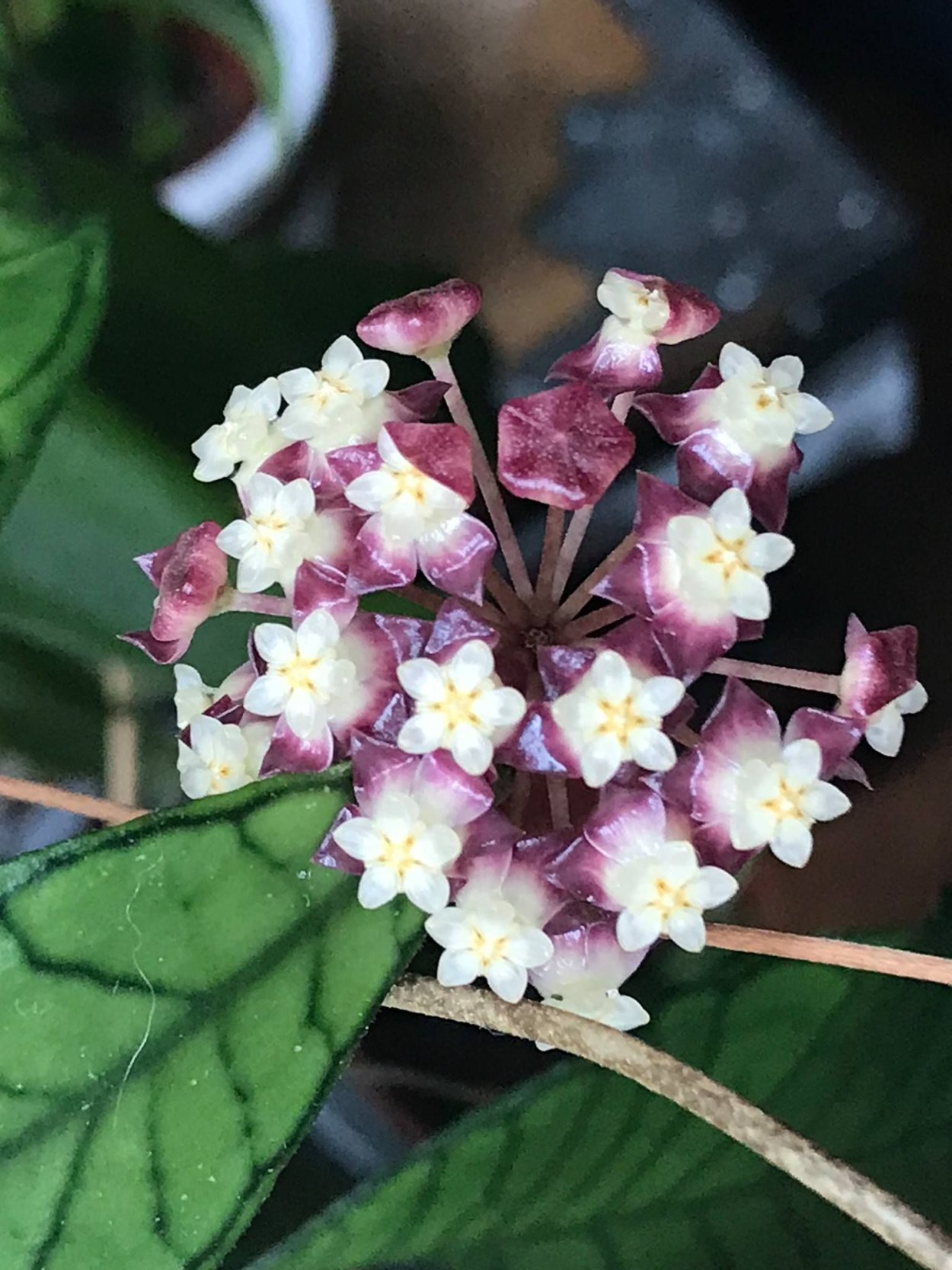Hoya SP. Borneo Gunung Gading