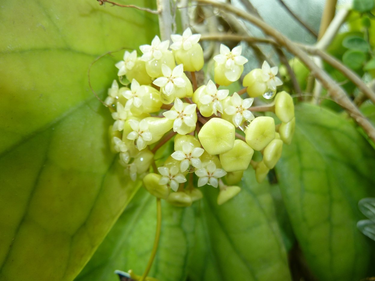 Хойя meredithii Green