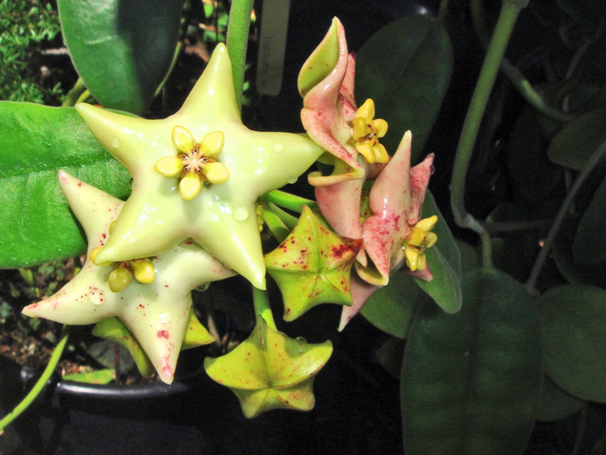 Хойя коронария Пинк