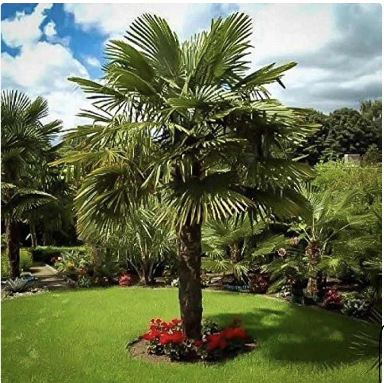 Китайская веерная Пальма Trachycarpus fortunei