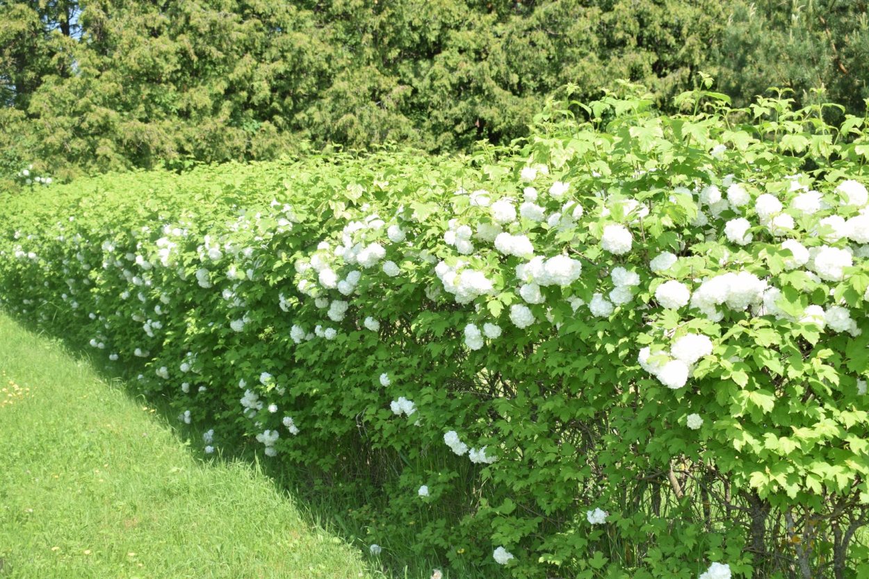 Калина бульденеж изгородь