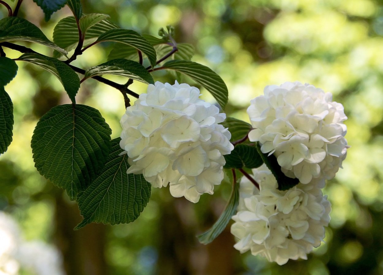 Калина Цветущая бульденеж