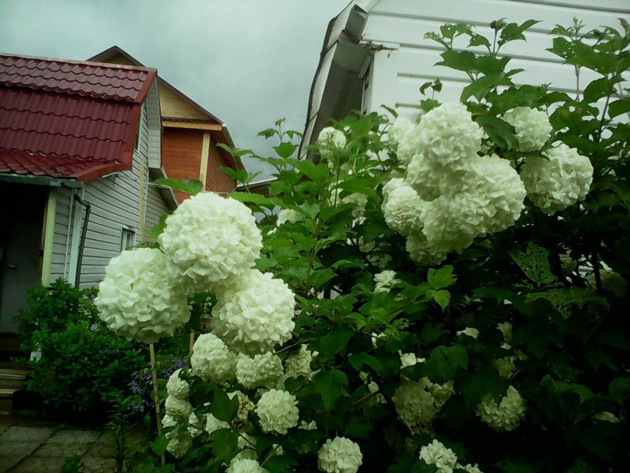 Гортензия бульденеж