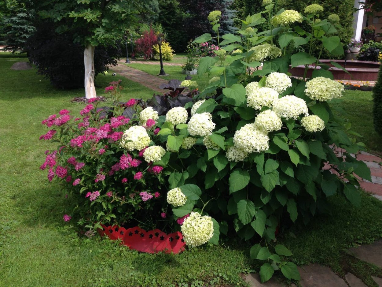 Гортензия Анабель метельчатая