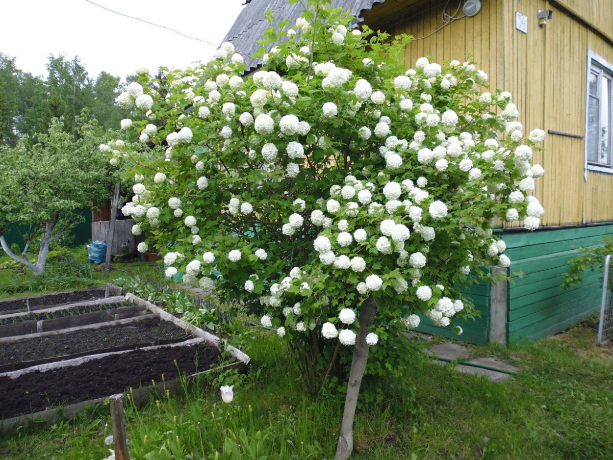 Калина бульденеж зефир