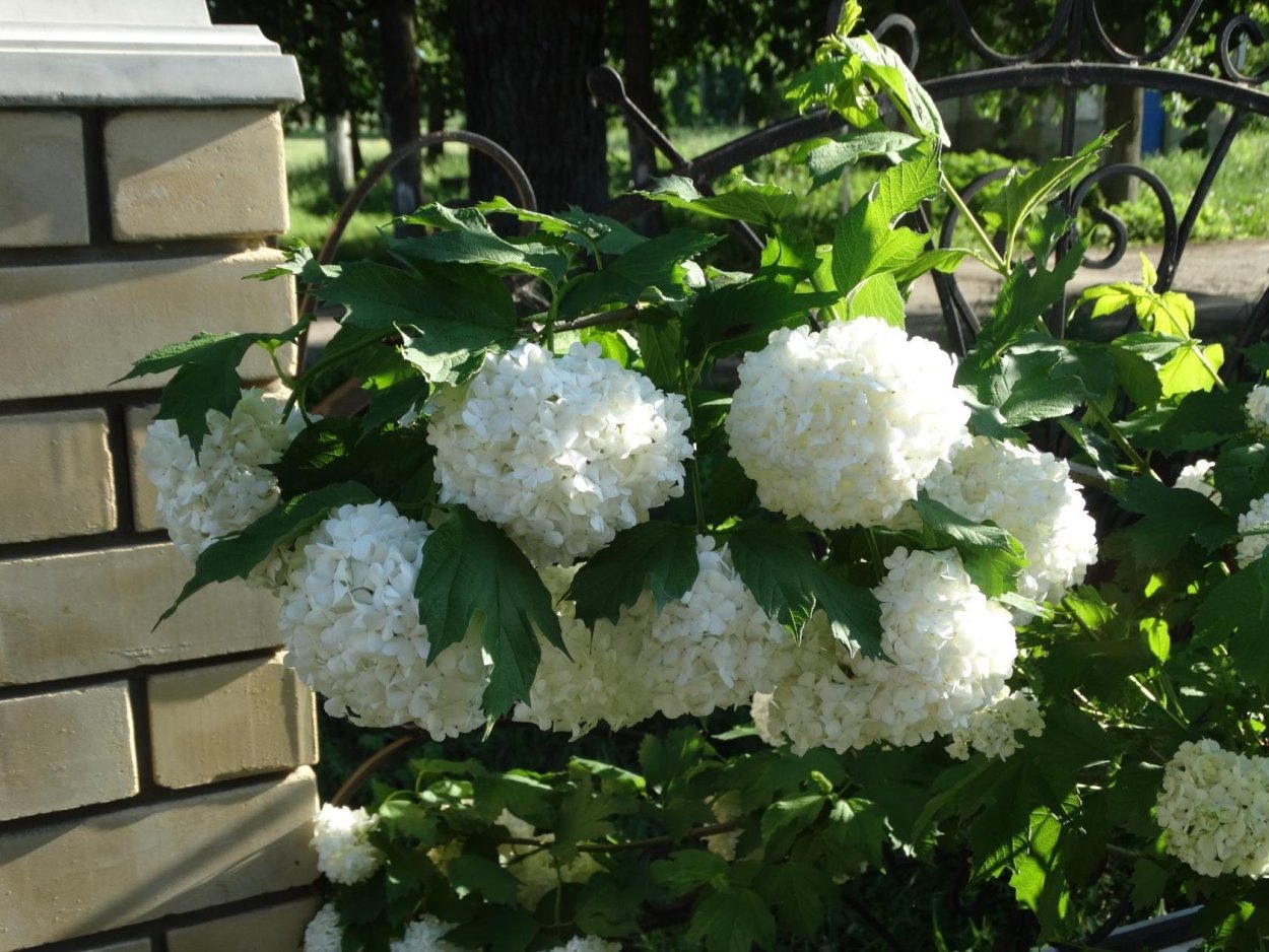 Калина бульденеж снежный шар