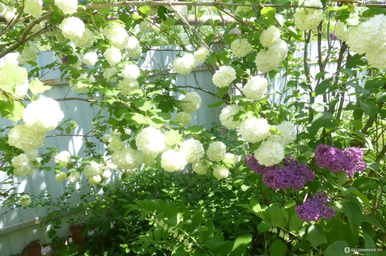 Сирень бульденеж