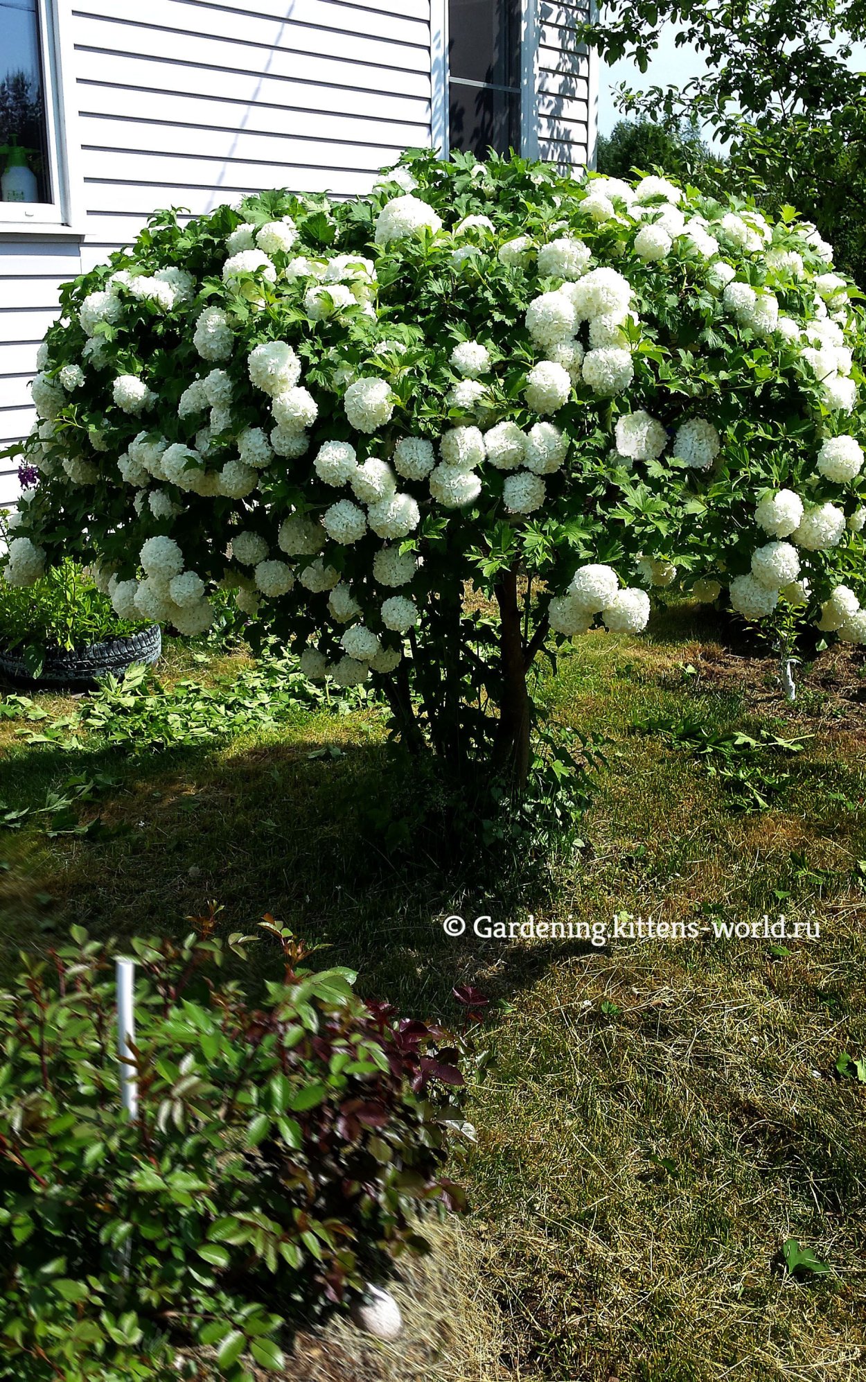 Калина бульденеж