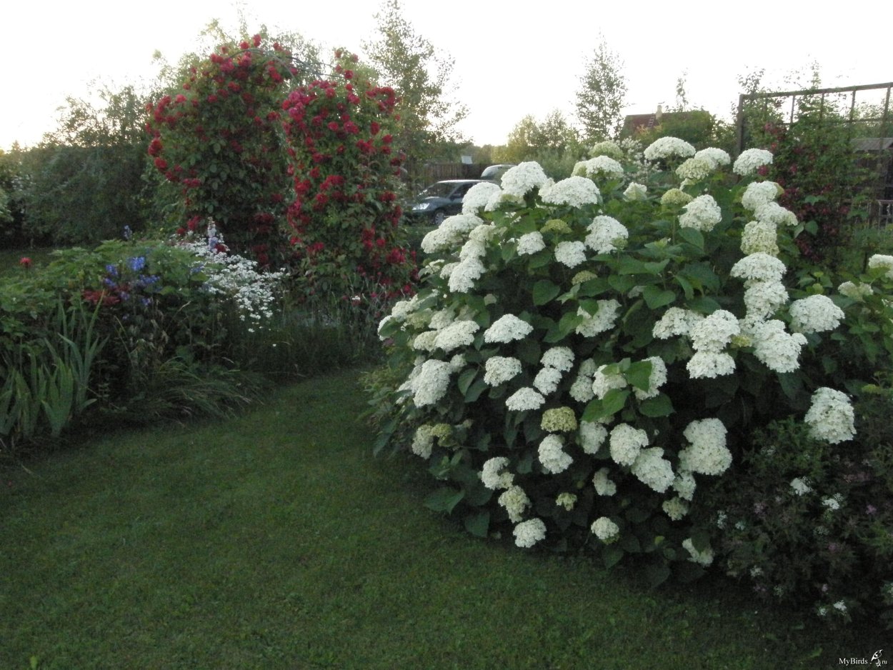 Гортензия спирея чубушник