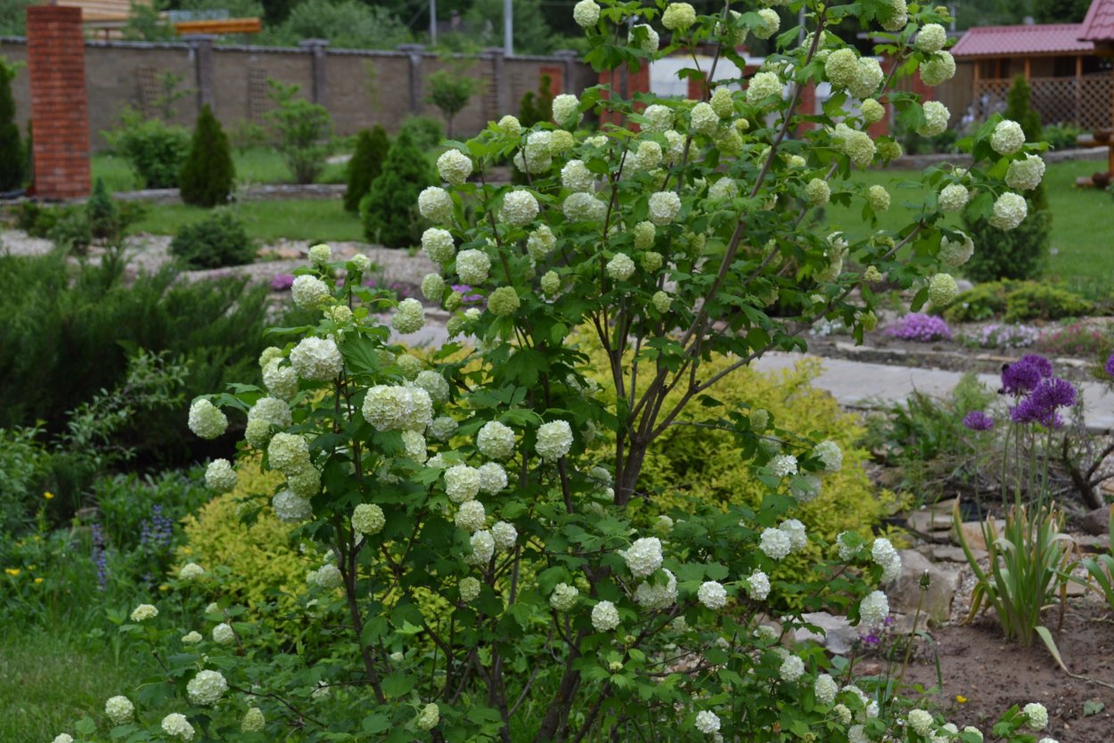 Калина бульденеж штамбовая