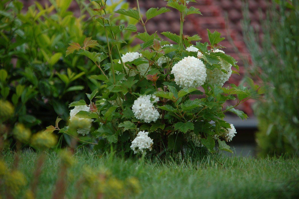 Калина бульденеж куст