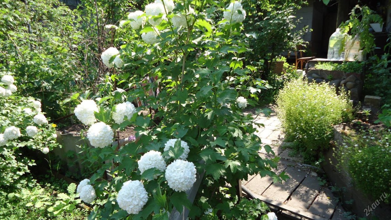 Калина бульденеж высота