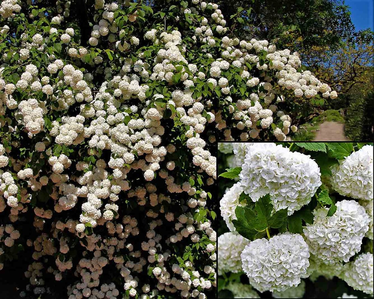 Калина обыкновенная Розеум