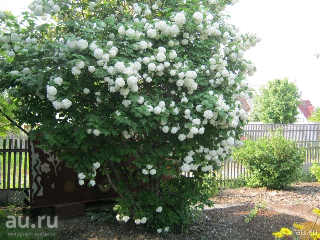 Композиции с калиной бульденеж