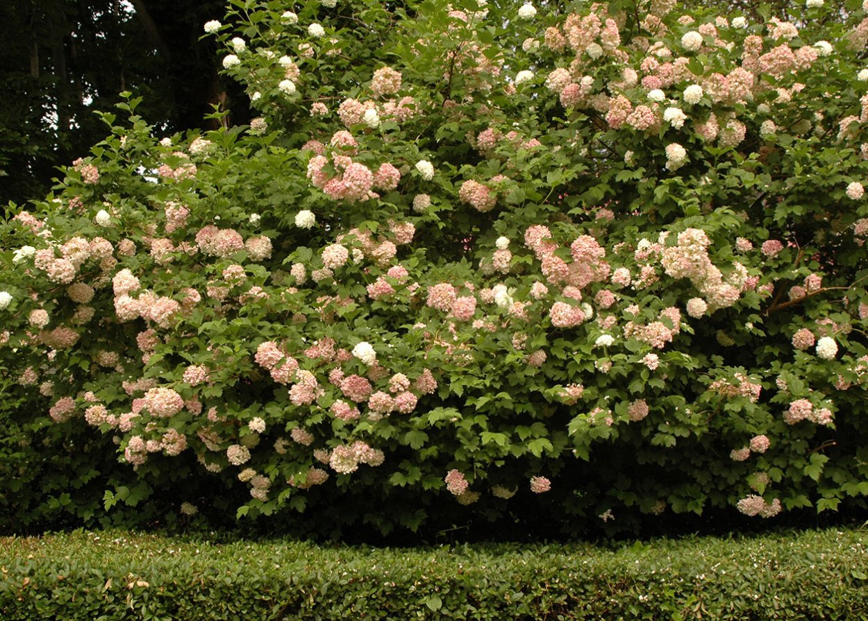 Калина бульденеж розовая