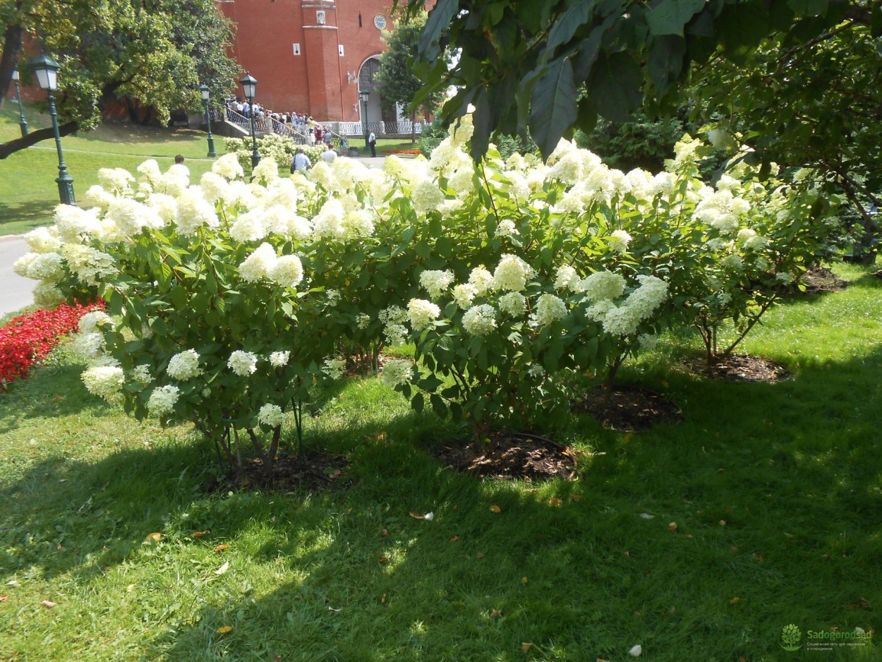 Калина бульденеж изгородь