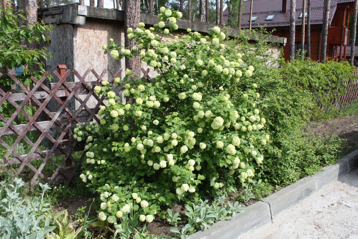 Калина обыкновенная Розеум