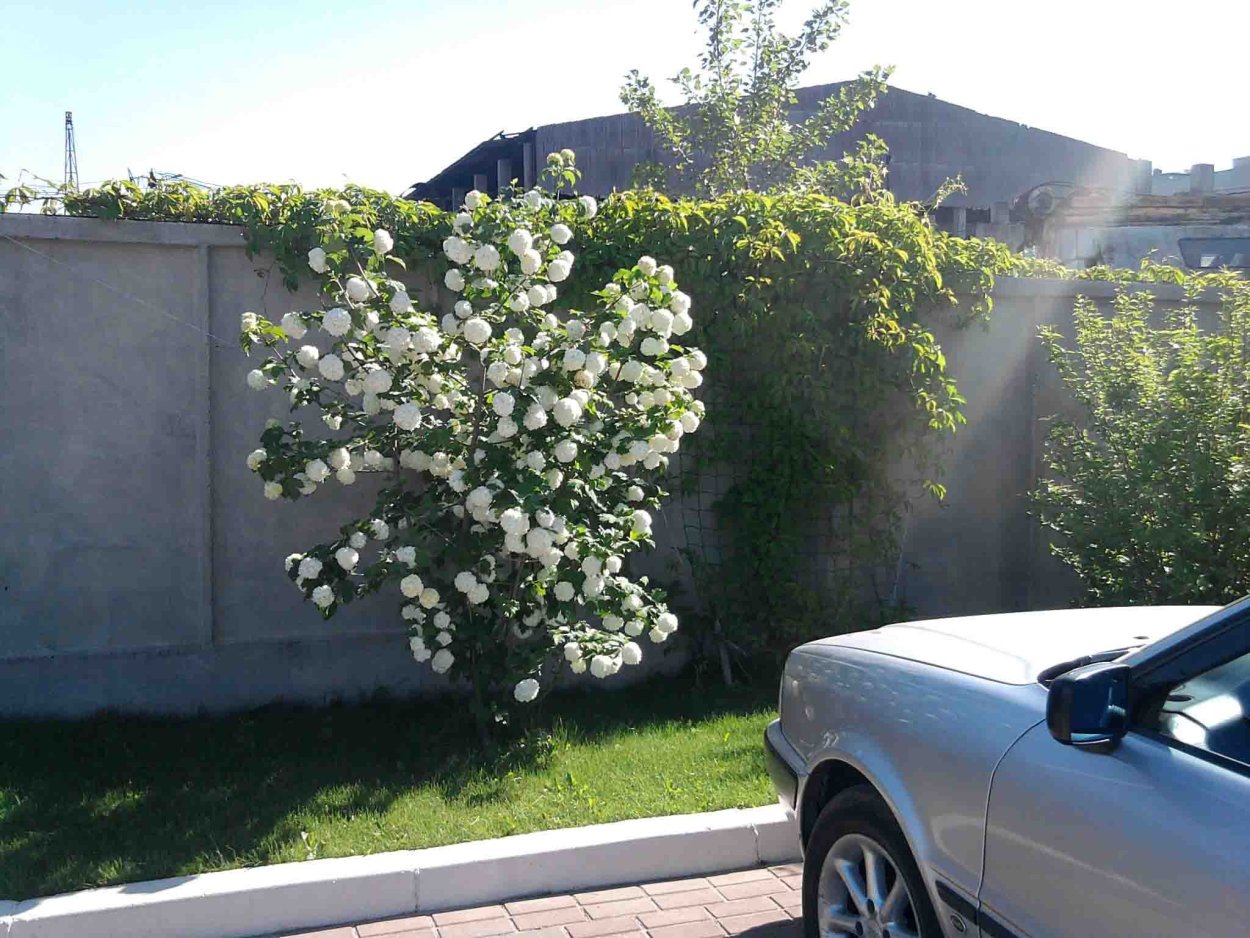 Калина бульденеж в ландшафте