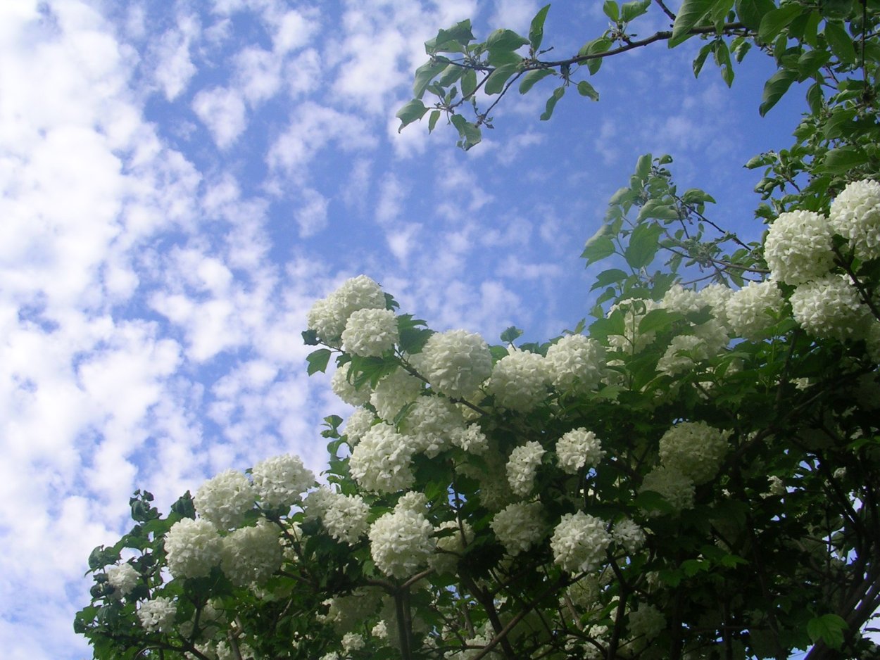 Калина бульденеж засушенная в интерьере фото