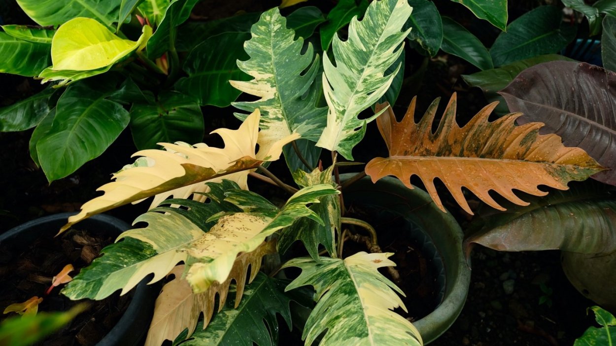 Филодендрон карамель Марбл