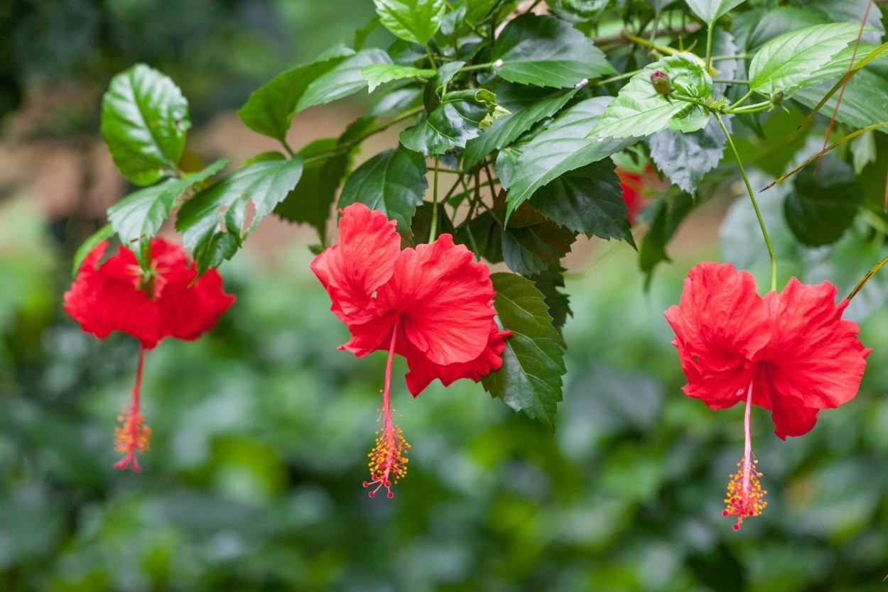 Гибискус китайский