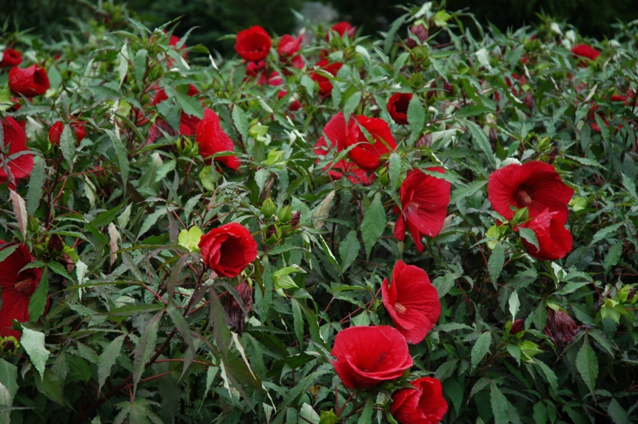 Гибискус травянистый красный