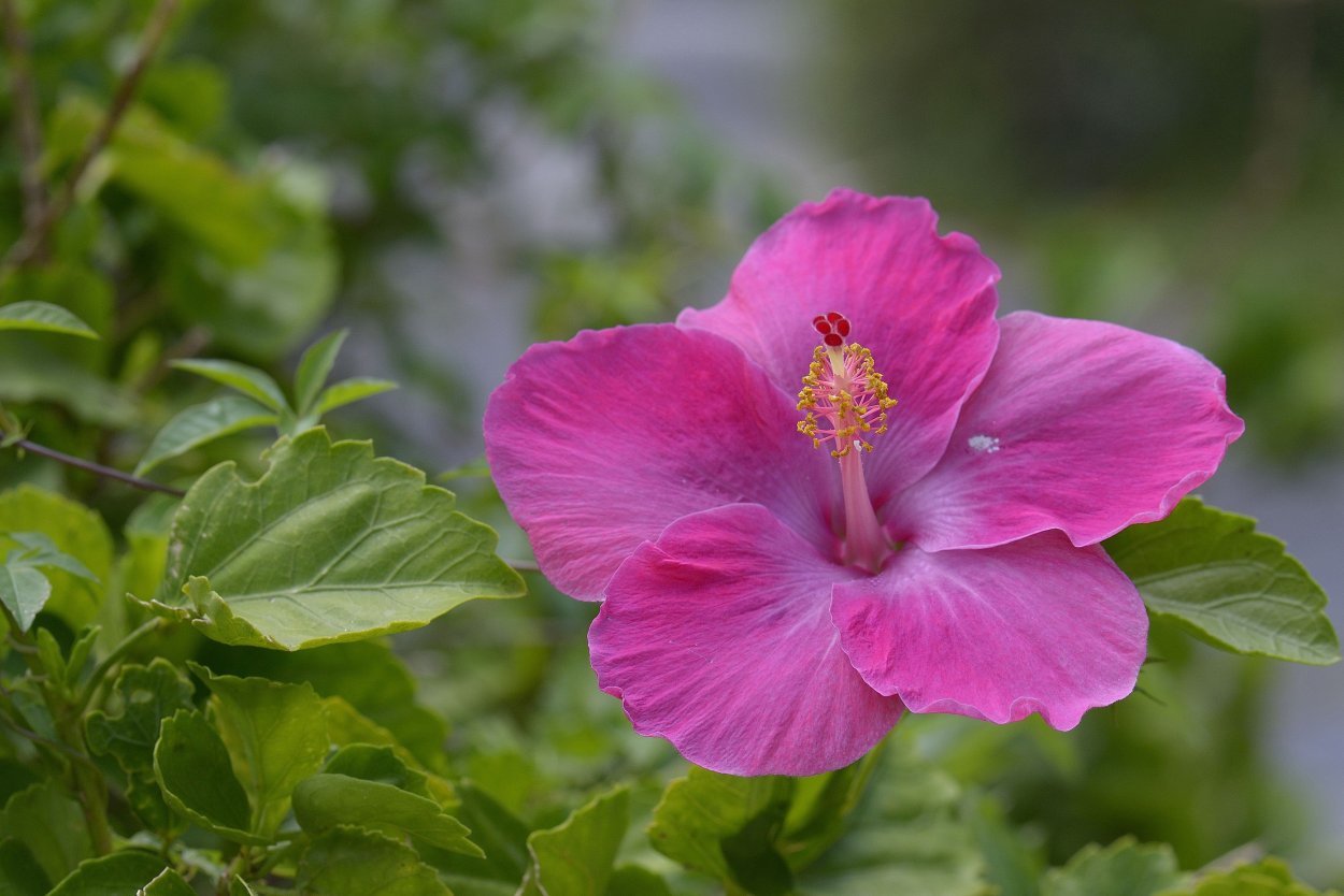 Гибискус (Hibiscus Rosa-sinensis)