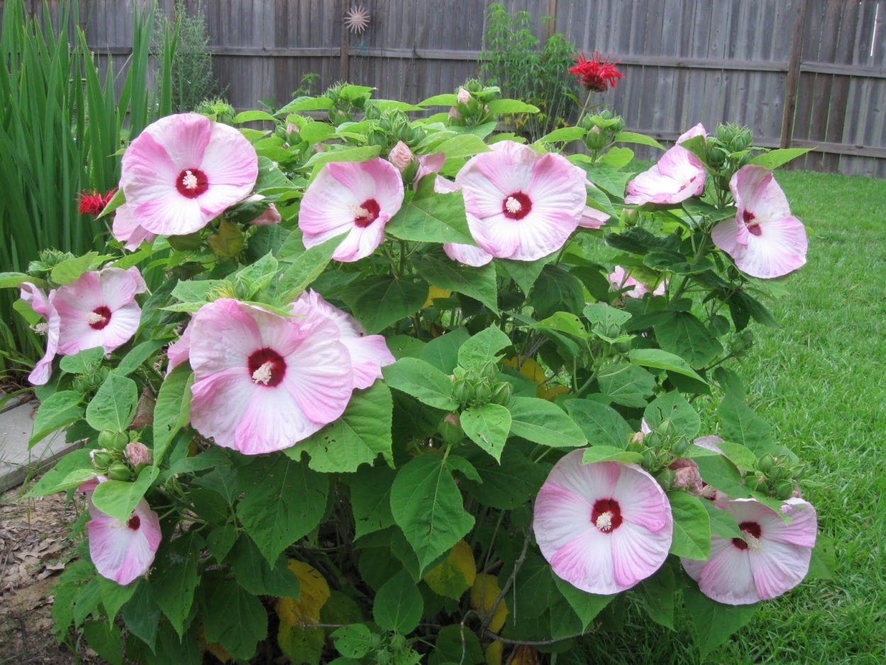 Гибискус уличный многолетний