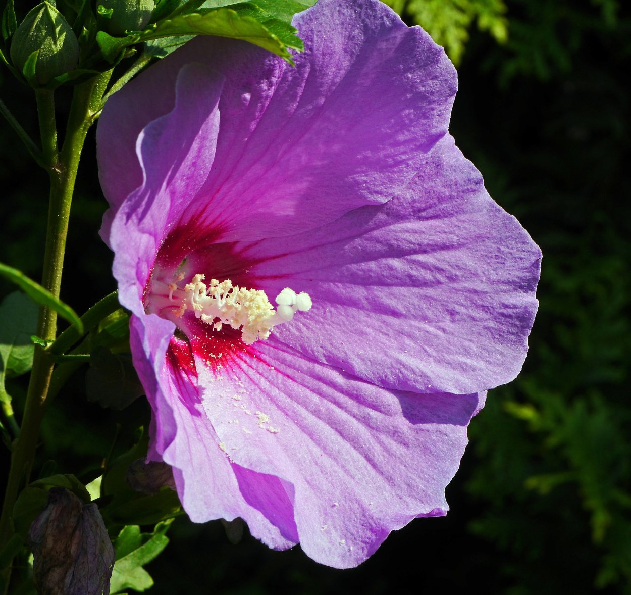 Сирийская роза гибискус