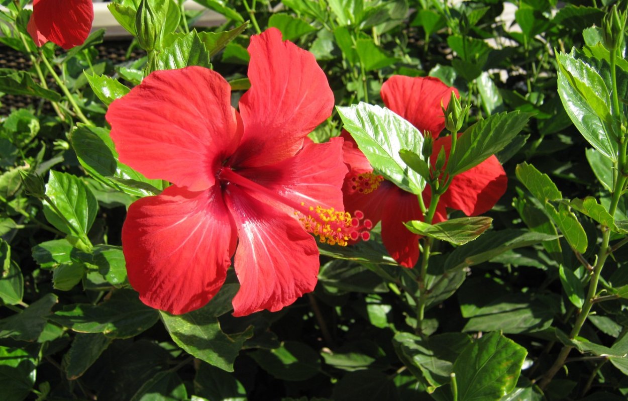 Гибискус китайская роза