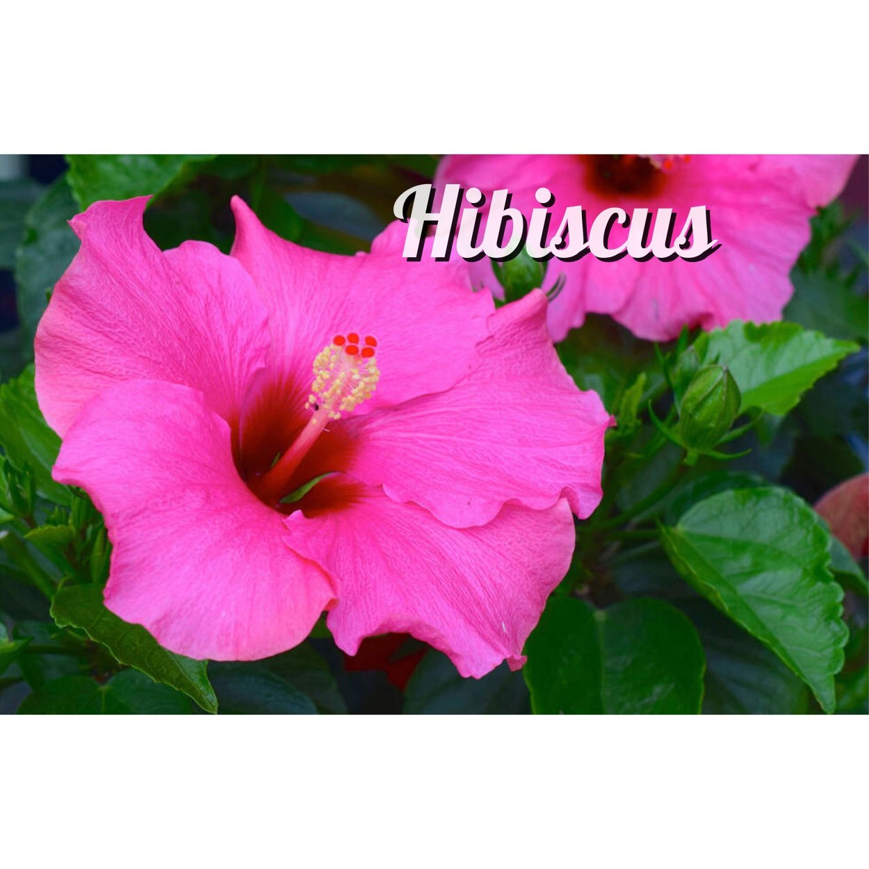 Гибискус Родина растения